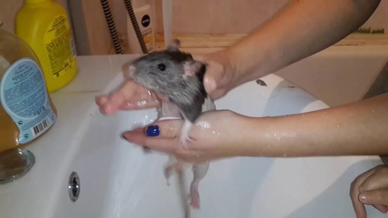 Можно ли мыть мышь. Мышка моется. Мышка моется в ванной. Крыса умывается.