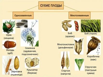 Крылатка односемянный
