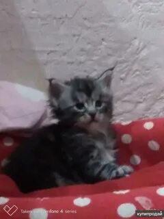 Кун волгограде