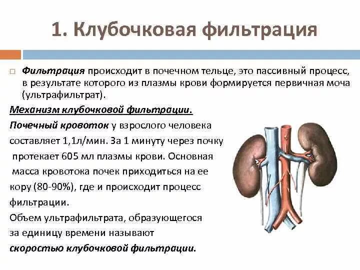 Механизм фильтрации крови в почках. Как в почке происходит процесс фильтрации. Процесс фильтрации крови в почках. Процессы происходящие в почках фильтрация.