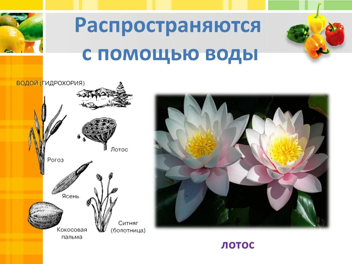 Распространение семян с помощью воды. Растения которые распространяются водой. Растения Распространяющиеся с помощью воды. Распространение растений с помощью воды. Растения распространение водой