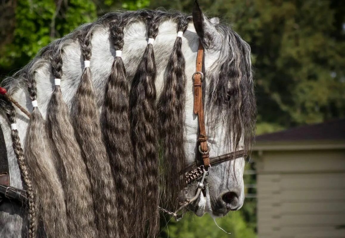 Horse hair. Косички на гриве лошади. Прически для лошадей. Прически для гривы лошади. Стрижка гривы у лошади.