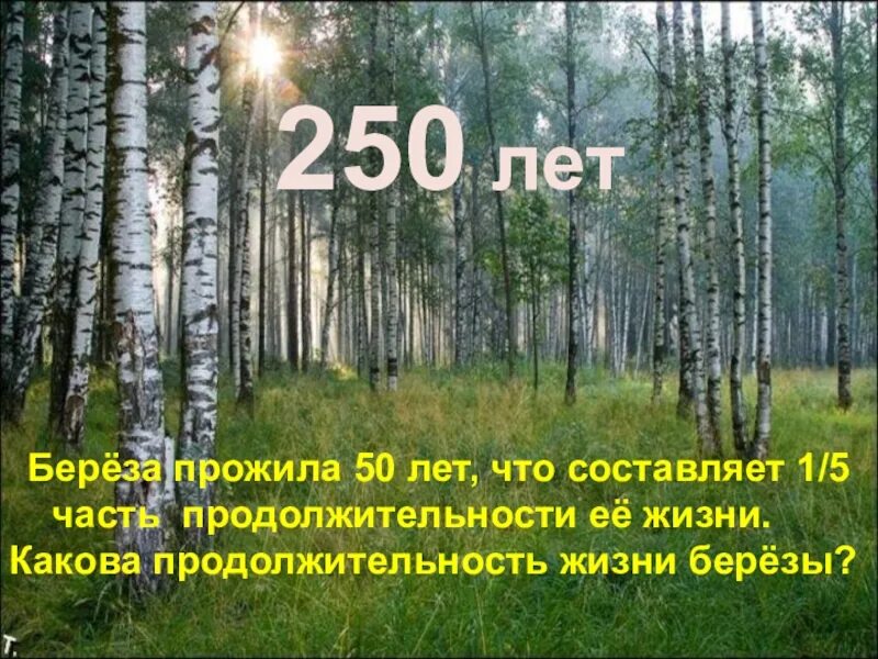 Береза лет жизни. Продолжительность жизни березы. Берёзка Продолжительность жизни. Сколько живет береза. Сколько лет живет береза.