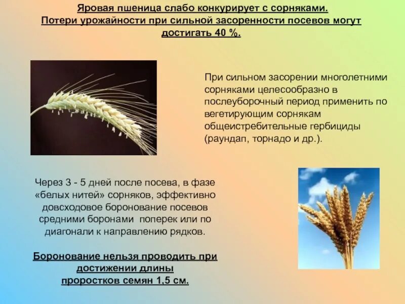 Озимая и Яровая пшеница. Симбирцит сорт пшеницы Яровой. Ораногенез Яровой пшеницы. Биологические особенности пшеницы.