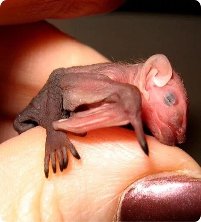 Новорожденные детеныши мыши. Детёныш летучей мыши. Рукокрылые Детеныши. Новорожденная летучая мышь. Новорожденные летучие мыши.