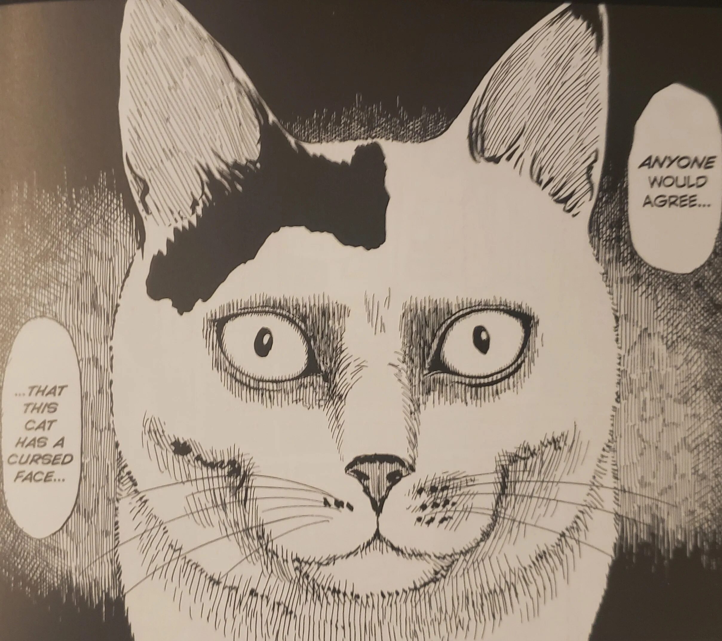 Cat diary. Дзюндзи ито кошка. дзюндзи ито манга про кошек. junji ito cat ears.