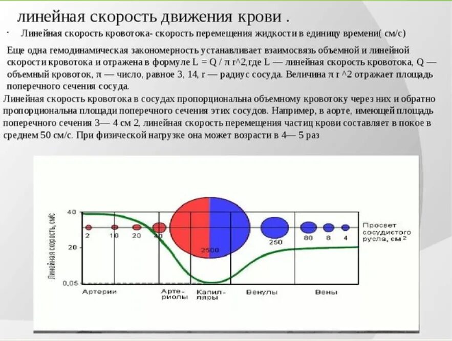 Какова зависимость изменения скорости движения крови. Линейная и объемная скорость движения крови. Скорость кровотока в различных участках сосудистого русла. Объемная скорость кровотока в разных участках сосудистого русла. Линейная и объемная скорость кровотока.