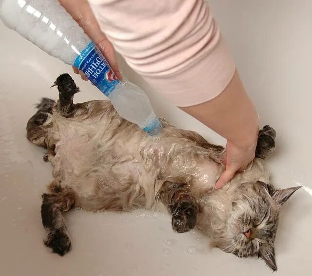 Можно ли мыть кошку обычным. Кота намыли человеческим шампунем. купание кошек длинношерстных. мытье кота в специальной.