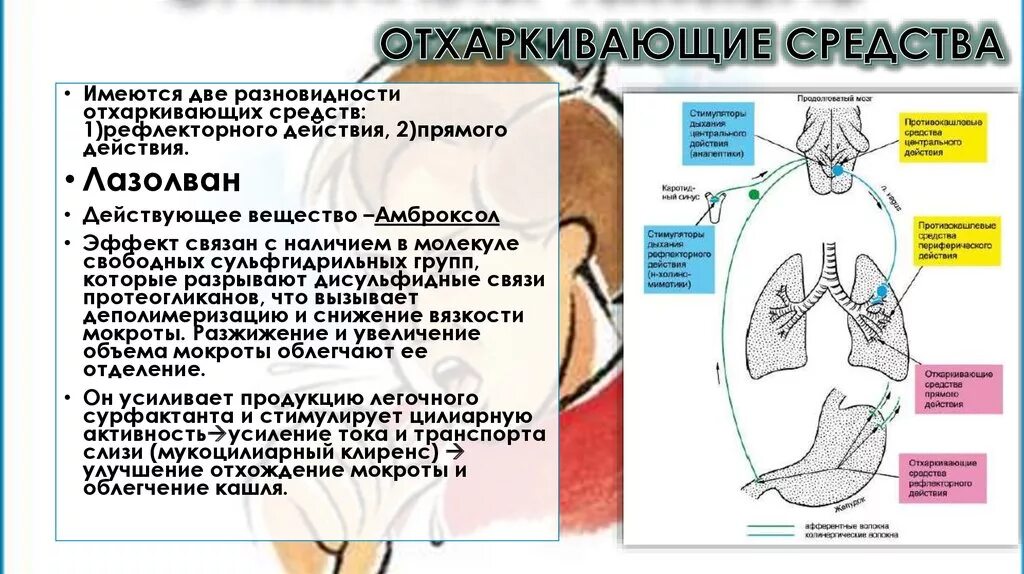 Отхаркивающие и муколитические средства. Отхаркивающие принцип действия. Классификация отхаркивающих средств. Отхаркивающие средства механизм действия.