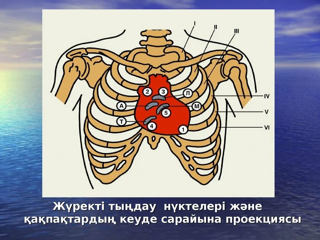 Точки выслушивания тонов сердца. Проекции клапанов сердца на грудную клетку и места выслушивания. Проекции клапанов сердца аускультативные. Аускультация сердца проекция клапанов. Клапаны сердца на грудной клетке