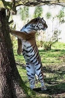 Стоящий тигр