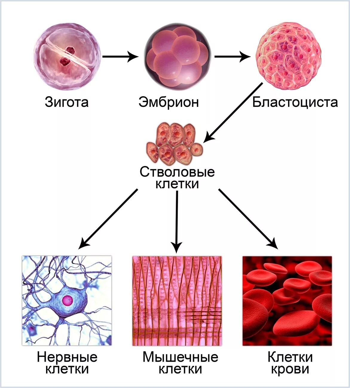Сколько стволовых клеток. Стволовые клетки человека строение. Стволовые клетки анатомия. Строение стволовой клетки. Мышечные стволовые клетки.
