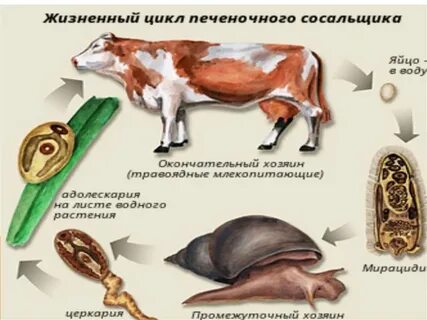 Развитие печеночного