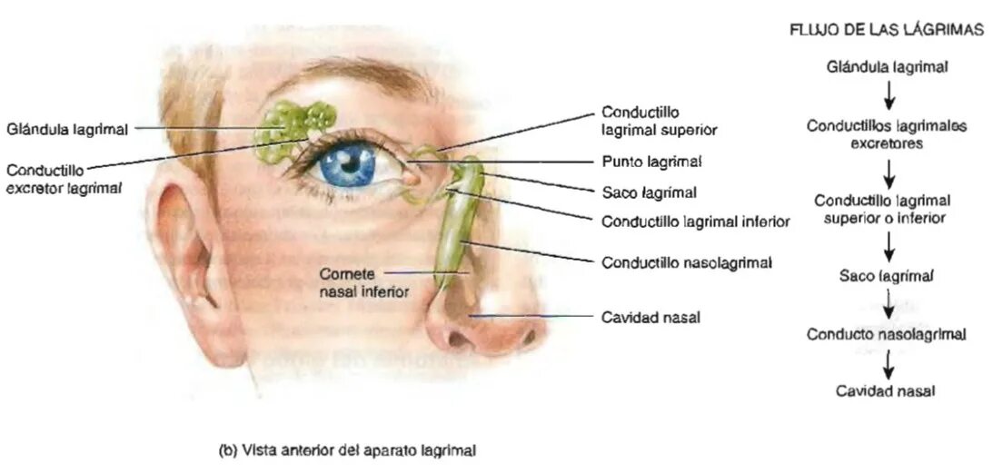 Слезно носовой канал. Строение слезных протоков глаза. Строение слезного канала человека схема. Строение глаза слезный канал. Строение слезоотводящих путей глаза.