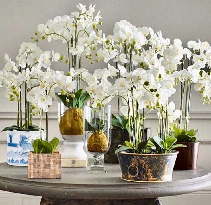 Orchids Orchid plant care, Orchid care, Orchid plants