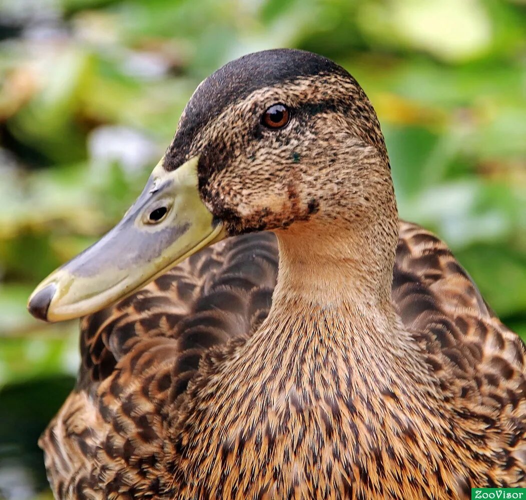 птица кряква болотная. утка мандаринка красная. утка мандаринка в россии. утки приморского края. утка мандаринка красная.