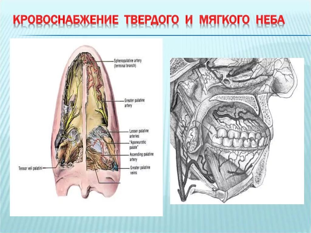 Твердое небо полости рта. Иннервация твердого неба. Твердое небо топографическая анатомия. Кровоснабжение твердого и мягкого неба.