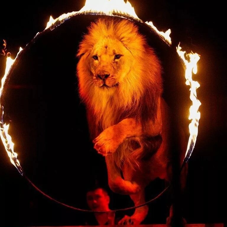 Лев на арене цирка. Звери в цирке. Лев в цирке. Сквирская надежда цирк. Лев на арене.