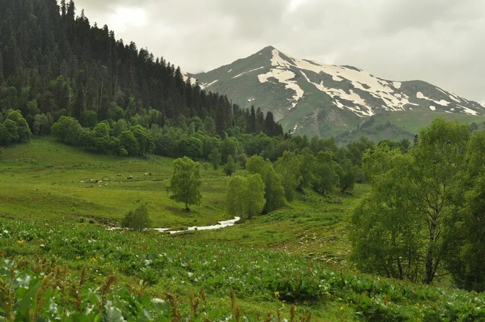 Лесные северного кавказа. Кабардино-Балкария Домбай. Кавказские горы массив. Леса Кавказа. Лесные массивы Кавказа.