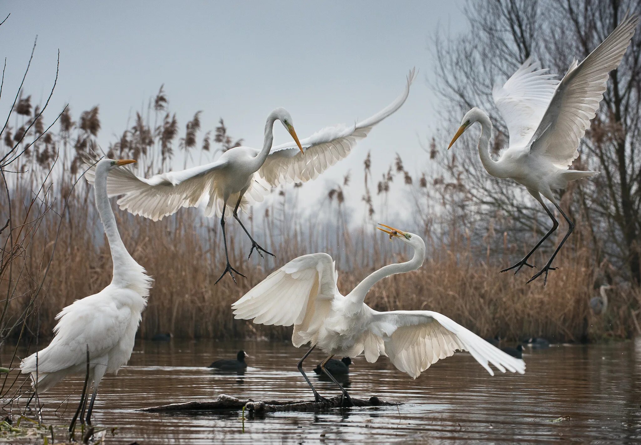 астраханская белая цапля. стая цапель. белая цапля на дальнем востоке. косяк журавлей. стая белых цапель.