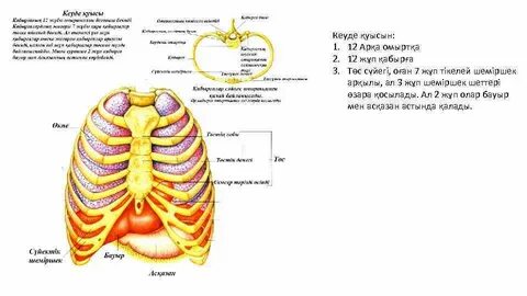 ВК желісіндегі порнография