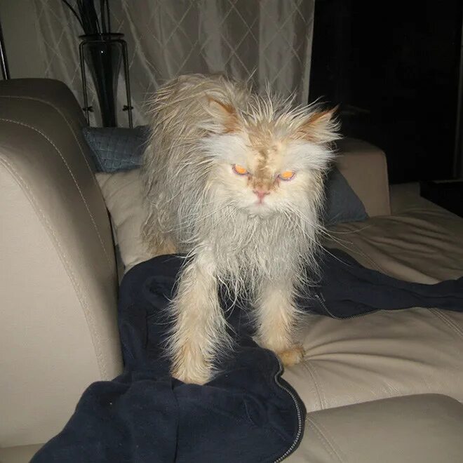 Кошка после купания. Мокрый пушистый кот. Котик пушистый после душа. Кот после купания. Пушистый после купания кот.