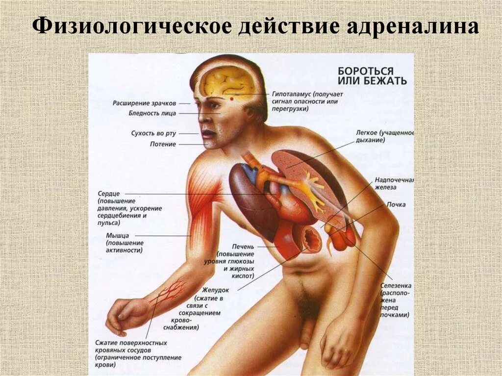 Реакция испуганного организма