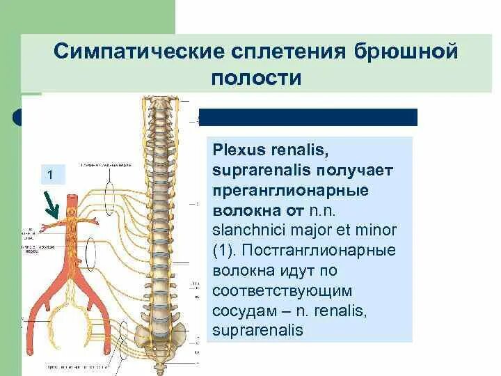 Автономная нервная система брюшной полости плакат глянцевый А1/А2 " Купить оптом