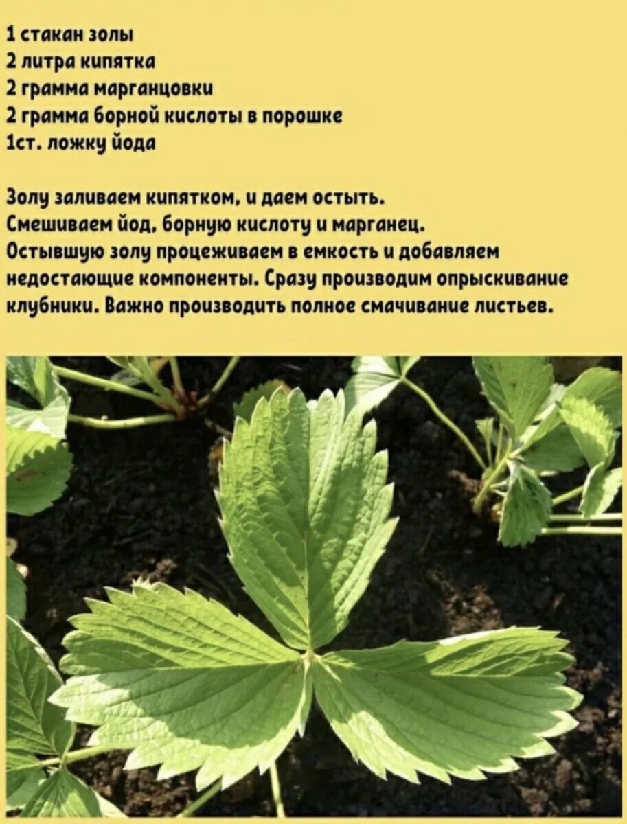 Подкормка клубники в мае до цветения. Чем подкормить клубнику. чем удобрять ягоды. чем подкормить клубнику в мае. чем подкормить землянику.