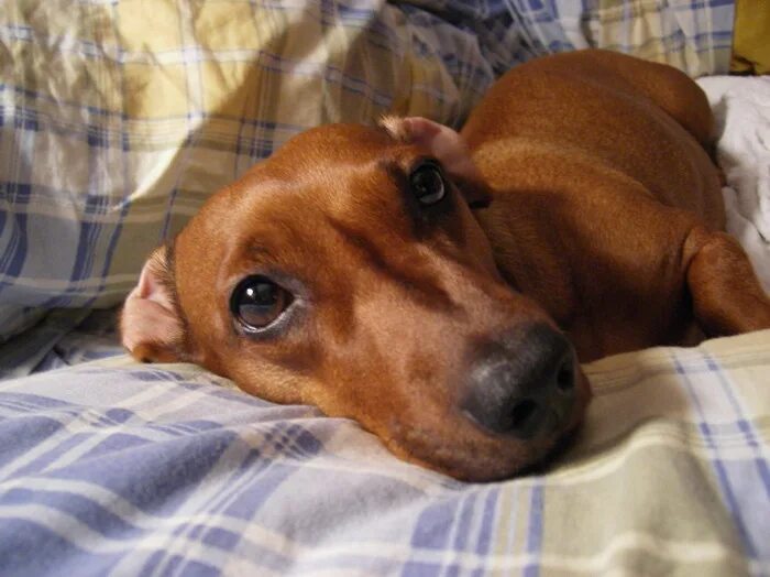 такса рыжая короткошерстная. сон такса рыжая. лисья такса. такса спит. рыжая такса щенок.