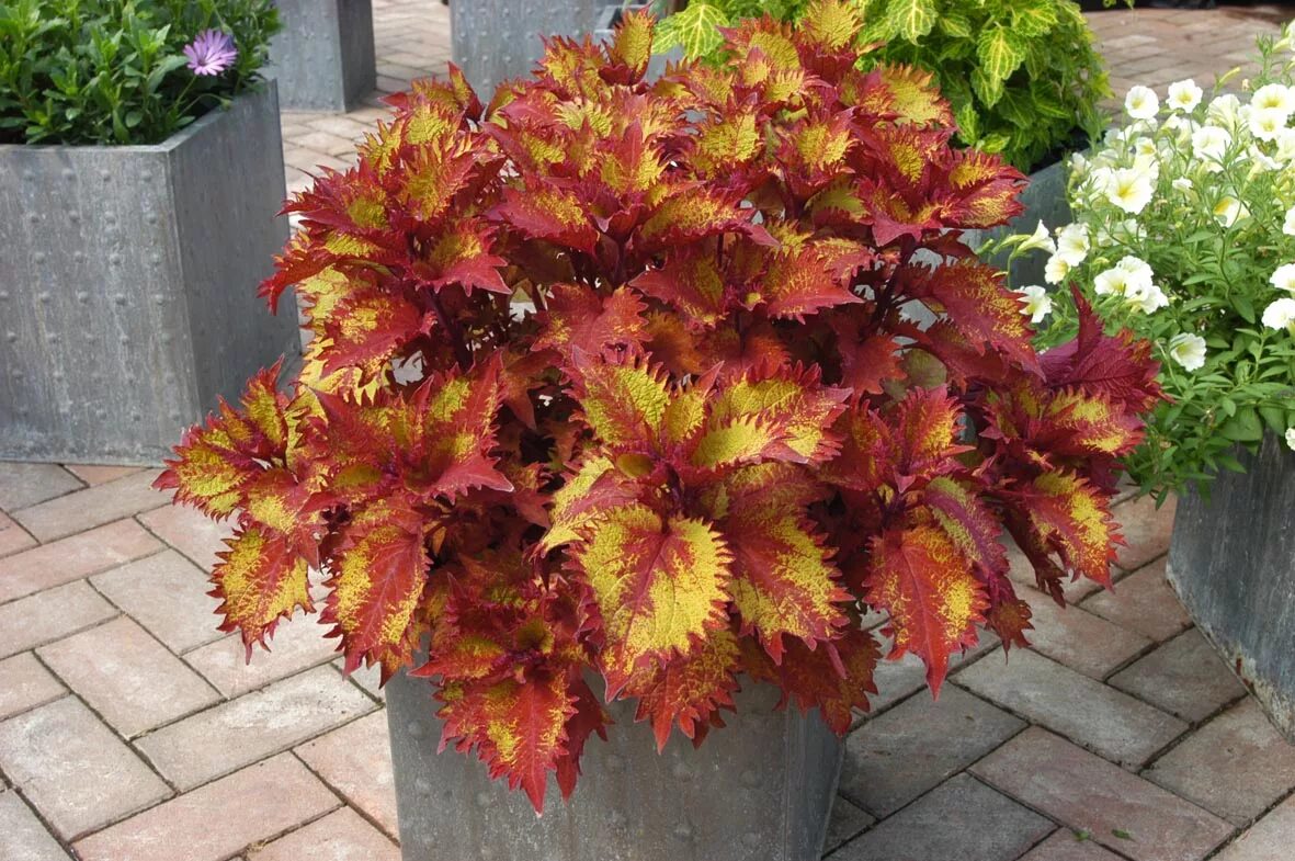 Колеус блюма. Колеус колоча f1. Колеус хенна вегетативный. Колеус ренельта. Колеус крапивка.