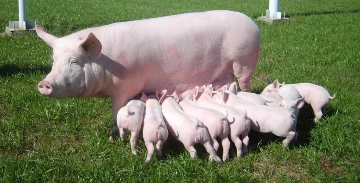 Украинская степная белая порода свиней ландрас. Порода свиней грин. Сибирский ландрас. Эстонская беконная порода. Украинская порода свиней.