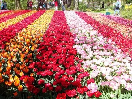 Цвет миллион