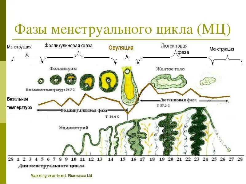 Какое время между циклами. Фазы менструального цикла схема. Фазы цикла у женщин по дням схема. 2 Фаза цикла как называется. 2 День менструационного цикла какая фаза.