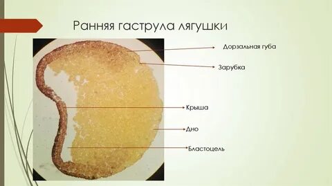 Самые маленькие размеры имеет яйцеклетка трески лягушки