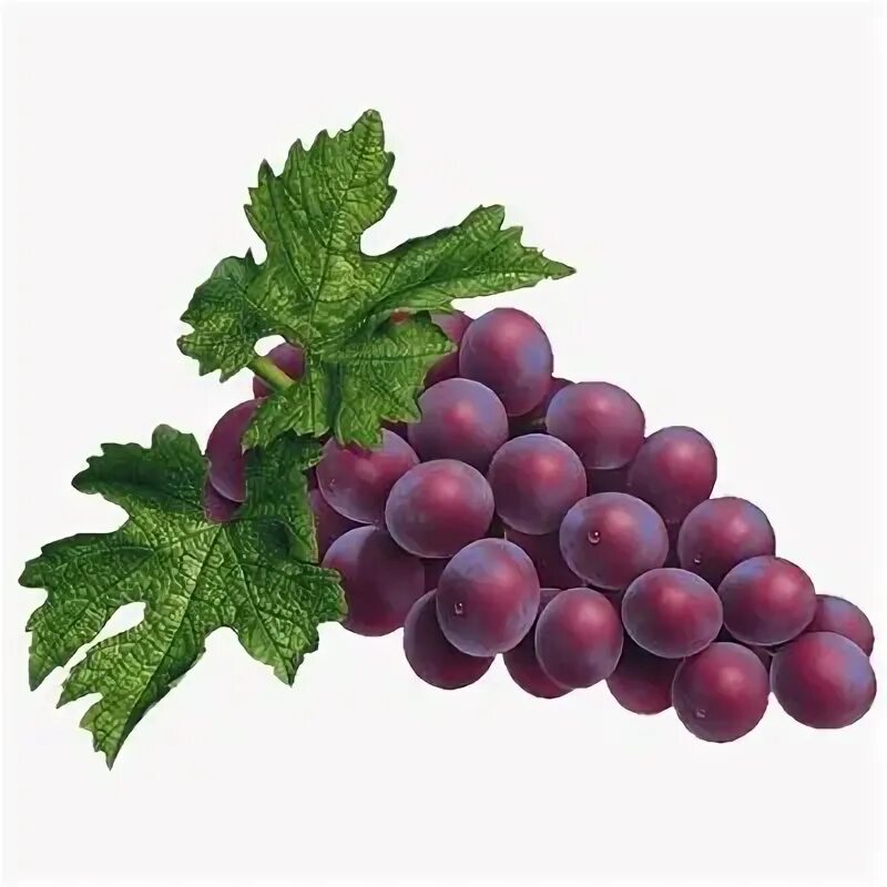 Grape fresher. Grape fresher