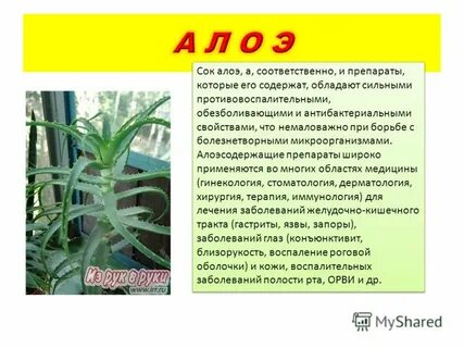 Алоэ гинекология отзывы