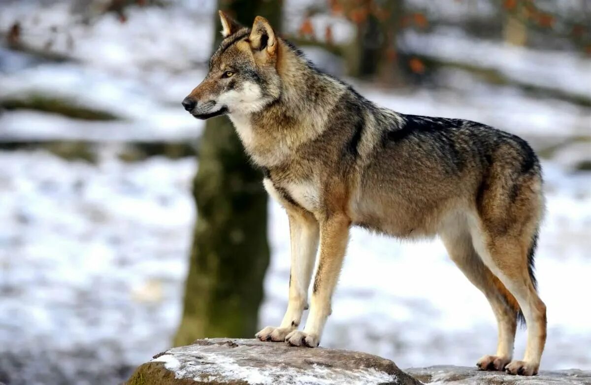 Картинка волк. Волк canis Lupus. Макензенский волк. Canis Lupus Campestris. Серый волк сбоку.