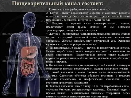 Кишечные каналы
