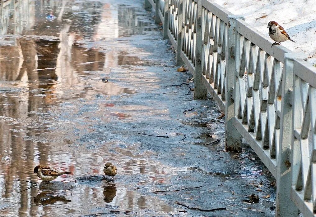 Москва ранней весной. Потоки воды неслись по усыпанному