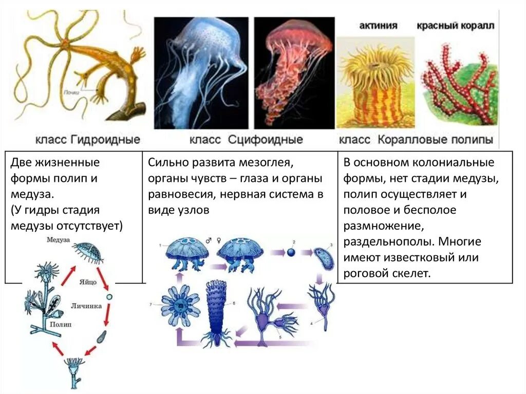 3 признака кишечнополостных. Гидра Кишечнополостные медуза. Представители кишечнополостных 7 класс биология. Гидроидные медузы представители. Таблица строение полипа гидры.