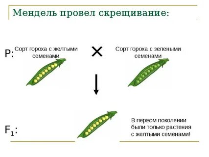 Признаки зеленого гороха