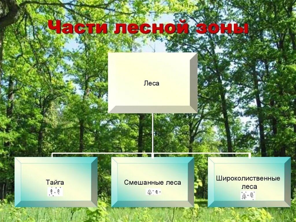 Тест лесные зоны россии. Части Лесной зоны. Зона леса. Леса России презентация. Зона леса России 4 класс.