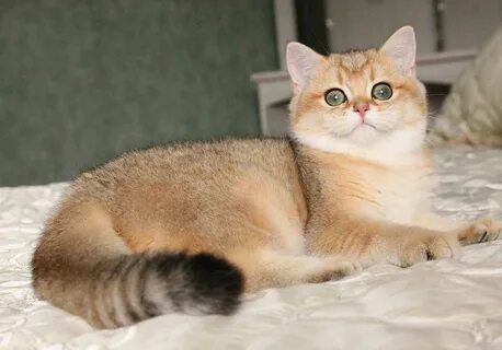 Серебристо золотая шиншилла