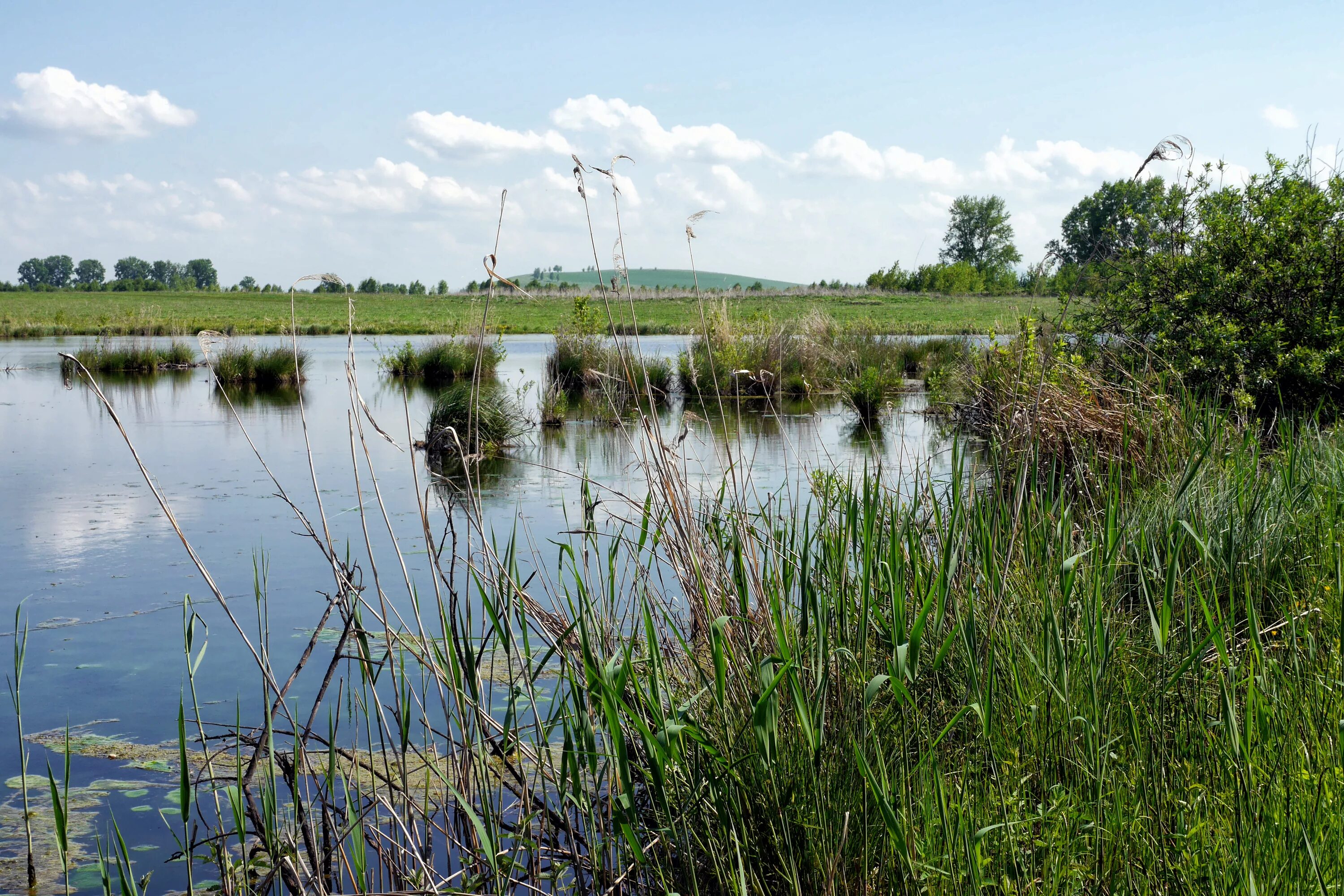 Погода кокши алтайский край. Советский район Алтайский край. Село советское Алтайский край. Озеро светлое Алтайский край. Заказник Советский район.