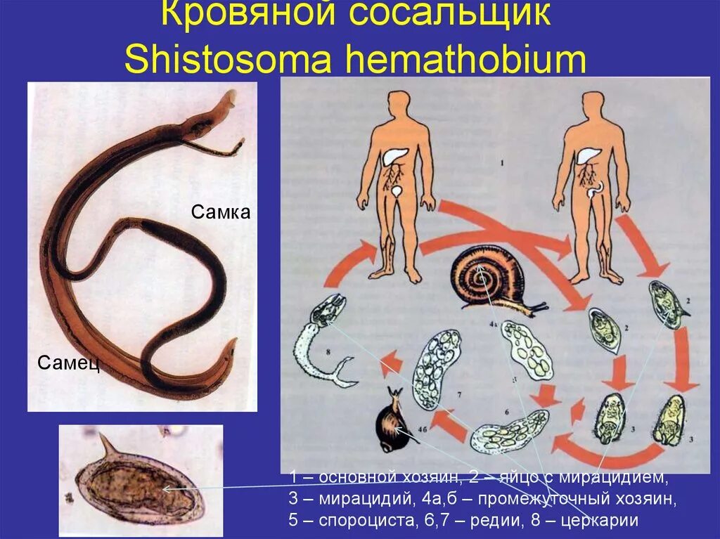 Жизненный цикл шистосом. Цикл развития кровяного сосальщика. Schistosoma mansoni жизненный цикл. Мирацидий шистосома.