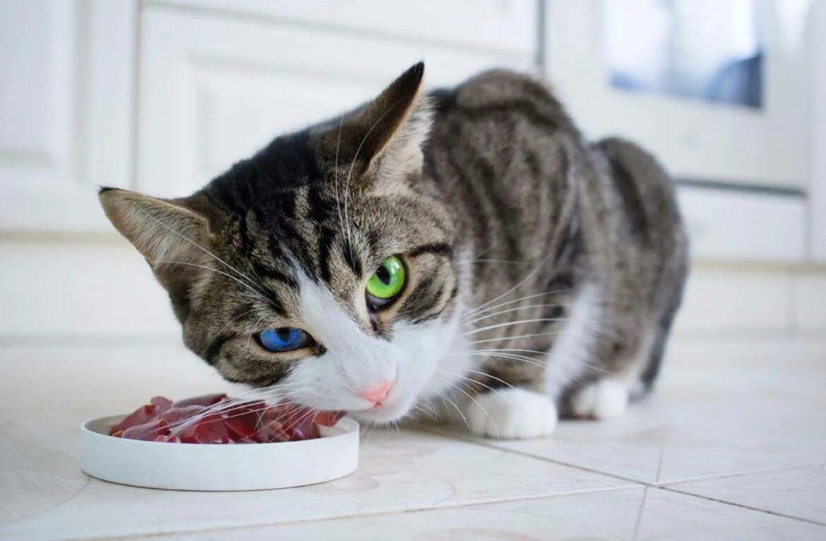 Вареное мясо кошке. Питание кошек. Кошка кушает. Еда для кошек.