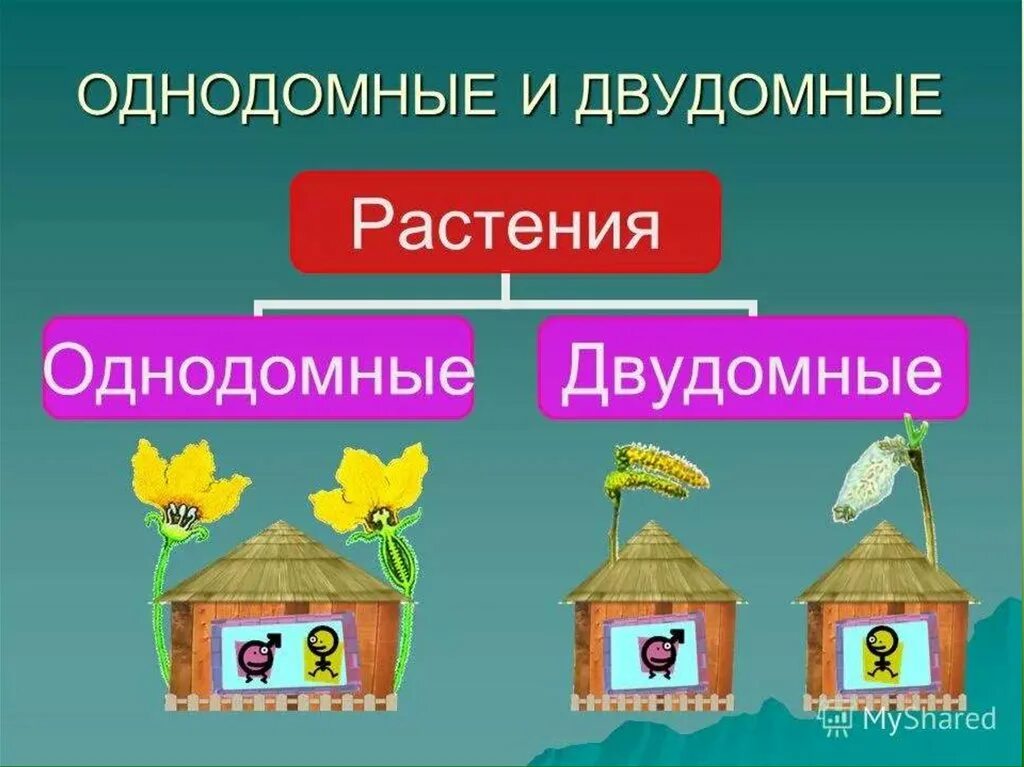 Обоеполые однодомные двудомные. Однодомные и двудомные. Однодомные и двудомные растения. Двудомные растения это в биологии 6 класс. Однодомные и двудомные цветки.