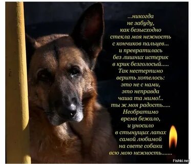 Стихи немецкой овчарки