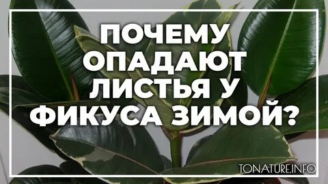 Фикусы зимой опадают листья